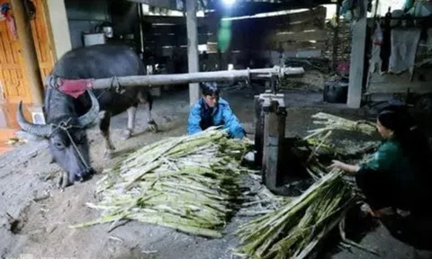 Ép mía, nấu mật