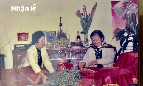 Hà Nội mùa chim làm tổ