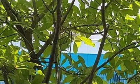 Chim chào mào trở về