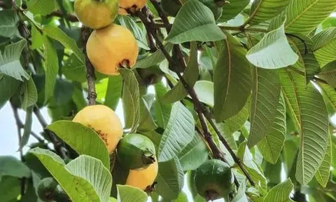 Nhớ trung thu cũ mùa trăng