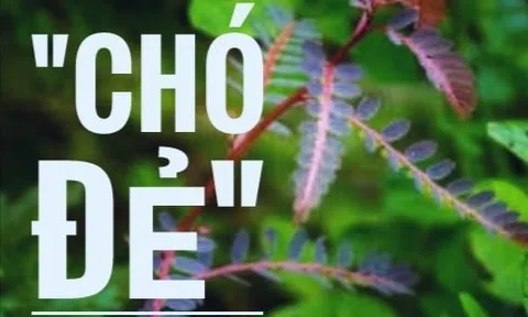 Xóm "chó đẻ"