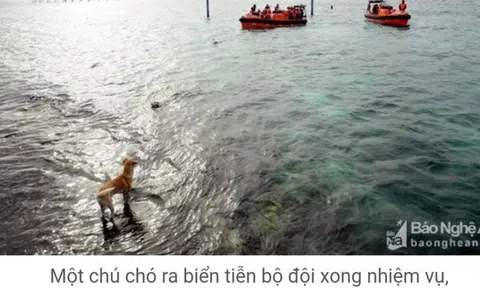 Chuyện con chó ở Trường Sa
