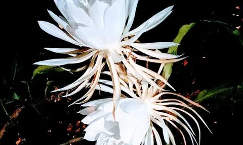 Quỳnh nở về đêm