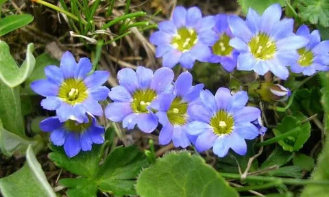 Tình yêu thánh thiện (Tiếng nói của Trái tim)