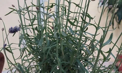 Bức thư của người cha