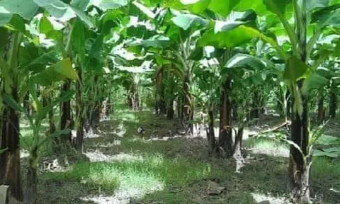 Lời thì thầm của chuối