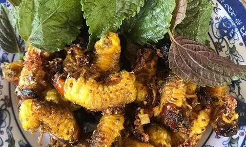 Sùng sắn!
