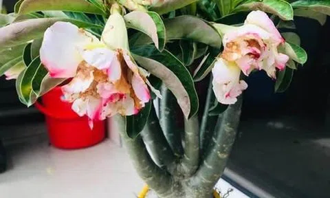 Đi chợ xép