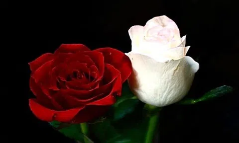 Chuyện cô hàng xóm