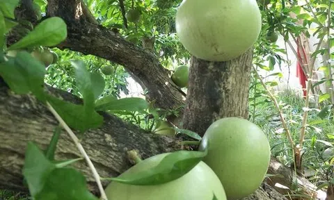 Cuộc tao ngộ không đáng có