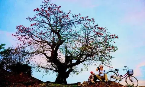 Gốc cáo trên cổ mộ