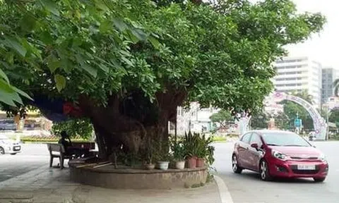 Chuyện cây lộc vừng