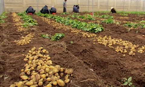 Khoai Tây (phần hai)