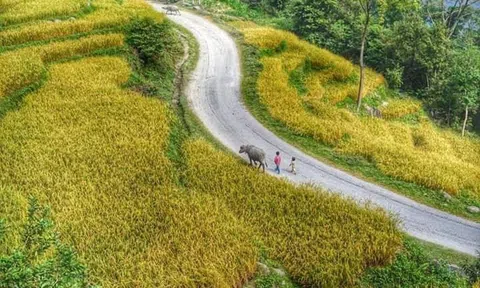 Tình nghĩa vợ chồng