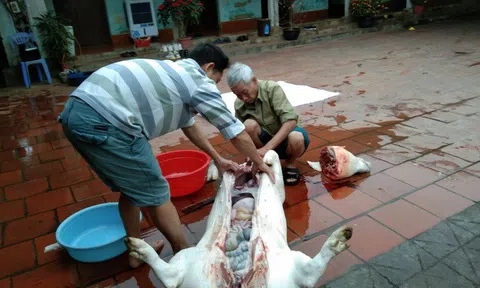 Vĩnh Phúc: “Đụng lợn Tết” Nhâm Dần