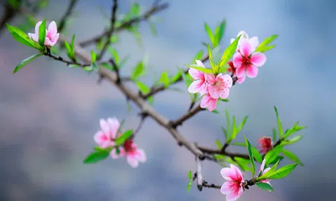Suy ngẫm ngày xuân
