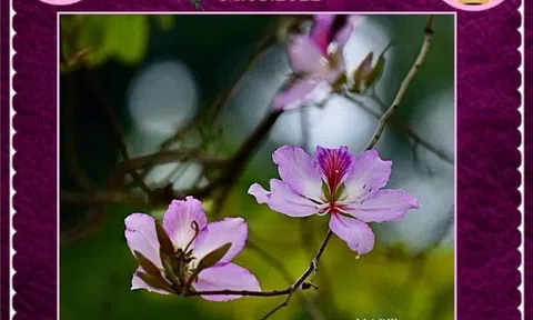 Chuyện thời CoVid 19