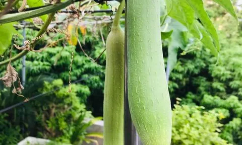 Chuyện trên dàn mướp