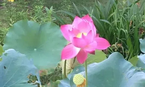 Tản mạn ngày mưa
