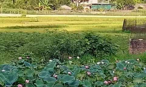 Tình yêu của anh