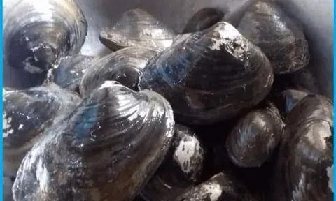  Đồi Thông, Đầm Vạc Vĩnh Yên