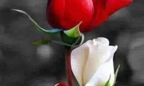 Ngủ riêng, ngủ chung