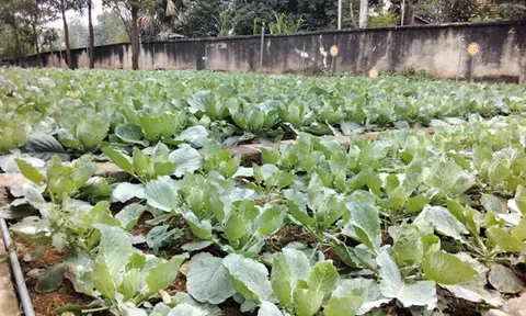 Phú Thọ: Trường tiểu học bán trú Ninh Dân (Thanh Ba) được ăn rau sạch an toàn