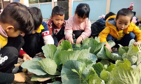 Phú Thọ: Huyện Cẩm Khê truy xuất nguồn gốc thực phẩm cung ứng cho các trường mầm non
