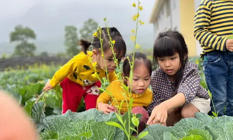 Phú Thọ: Nhiều trường học ở Thanh Sơn tạo nguồn rau sạch an toàn cho bữa ăn bán trú