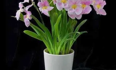Chuyện ở phòng hồi sức