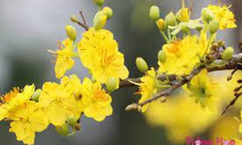 Nhớ lại ngày tết thời chinh chiến