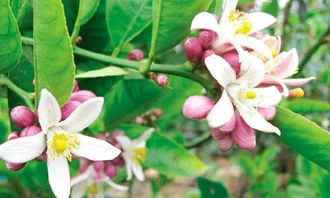 Chuyện tình bây giờ mới kể: Hoa Chanh