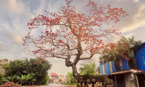 Mùa hoa gạo và lời sấm tiên tri về nhà Lý.