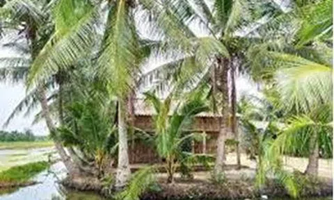 Tìm về nguồn cội