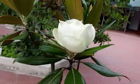 Chỉ tại cái dòng gạch chân