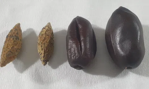 Khám phá bí ẩn thời tiền sử
