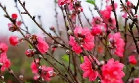 Chợ hoa Tết xưa