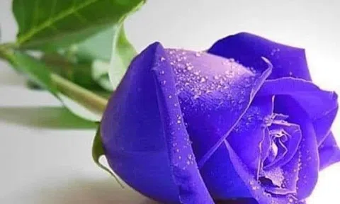 Lười lấy vợ, lấy chồng ?