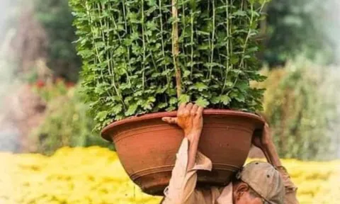  Hoa Tết dưới cái nhìn khách quan