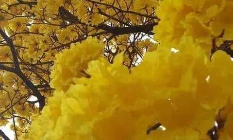  Hai người đàn bà