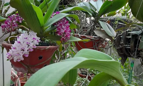 Nhân kỷ niệm Ngày Quốc tế phụ nữ (8/3):  Mẹ chồng