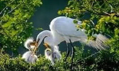  Cò ơi...Cò bạc như vôi !