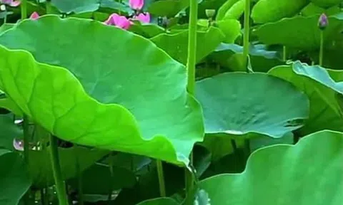 Chuyện Khó Tin có thật