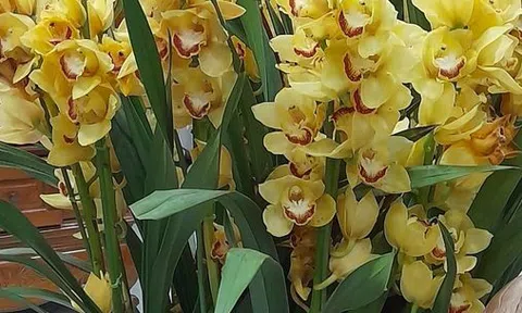  Trái ngọt cuộc đời