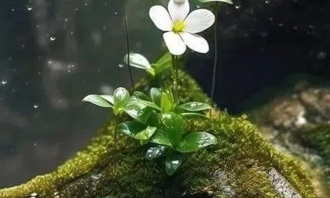 Tình mẹ con