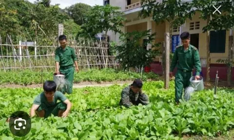 Bộ đội trồng rau