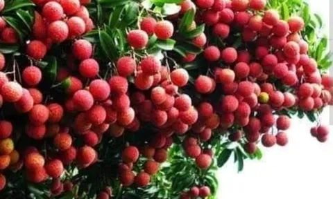  Vải thiều Lục Ngạn