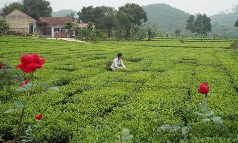 Bắc Giang hỗ trợ đầu tư đối với hợp tác xã, liên hiệp hợp tác xã nông nghiệp