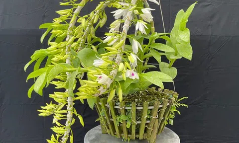 Một số giải pháp lành mạnh hóa thị trường hoa lan đột biến trên địa bàn TP. Hà Nội