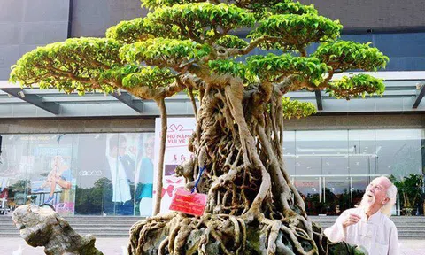 Tiêu chí đánh giá một cây cảnh nghệ thuật theo quan niệm xưa và nay